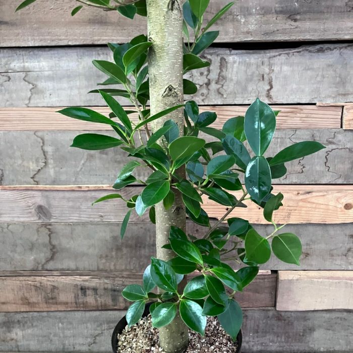 観葉植物現品販売