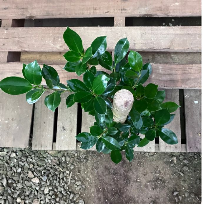 観葉植物現品販売