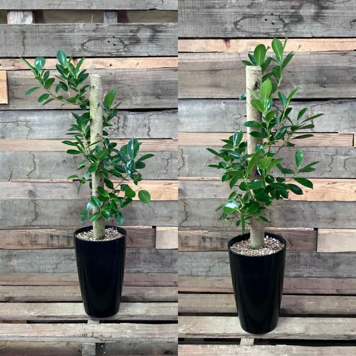 観葉植物現品販売