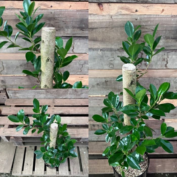 観葉植物現品販売