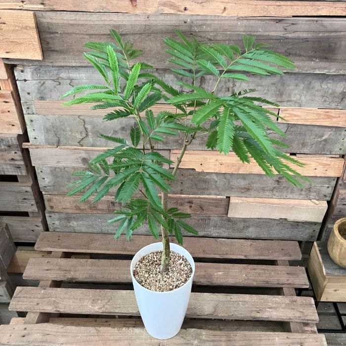 観葉植物 本物 【現品】 ☆自然樹形☆ エバーフレッシュ 7号サイズ