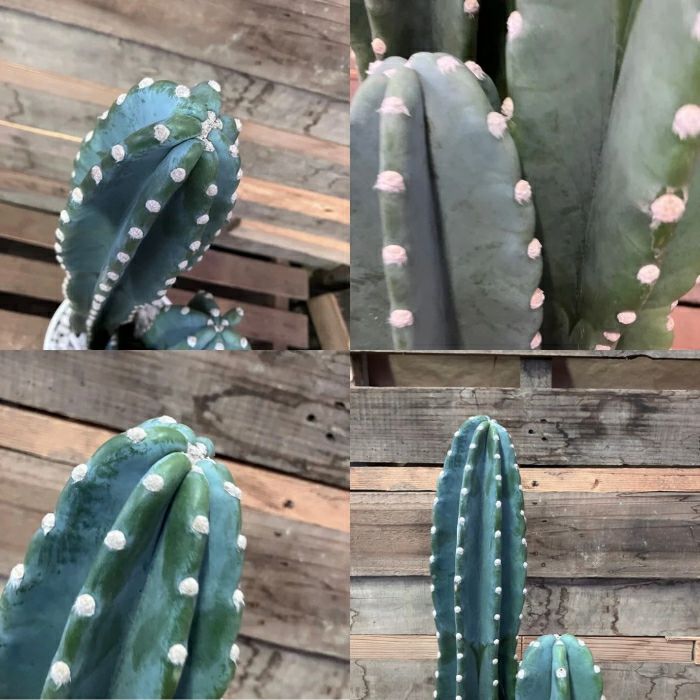 観葉植物現品販売