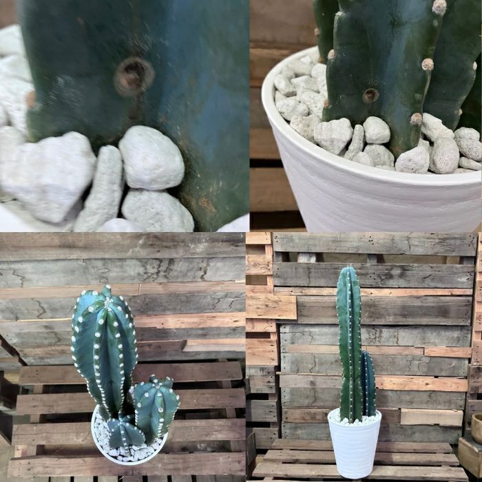 観葉植物現品販売