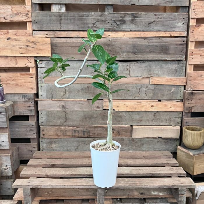 観葉植物現品販売