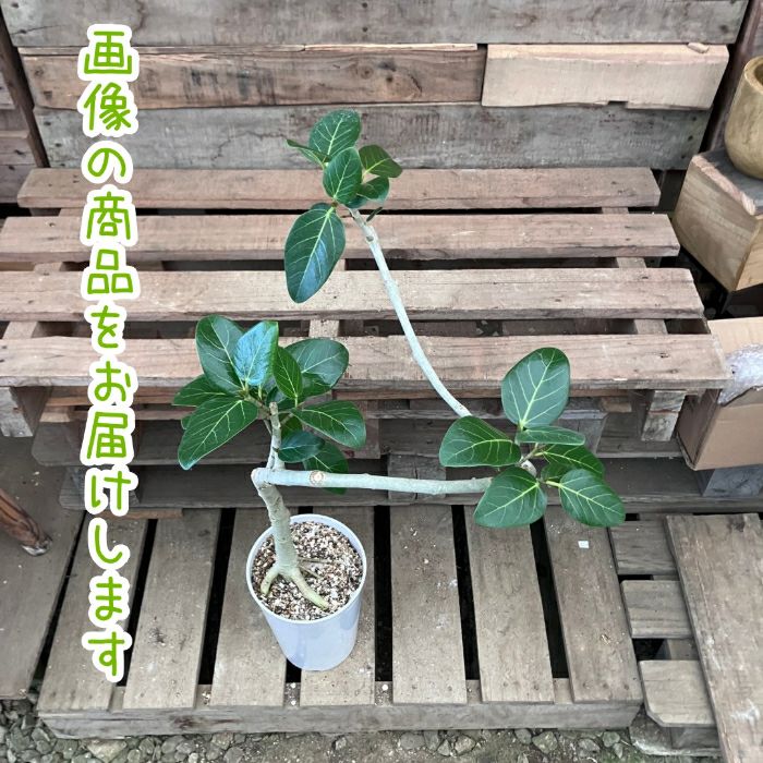 観葉植物現品販売