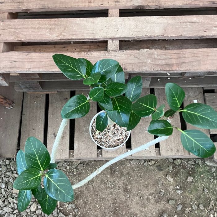 観葉植物現品販売