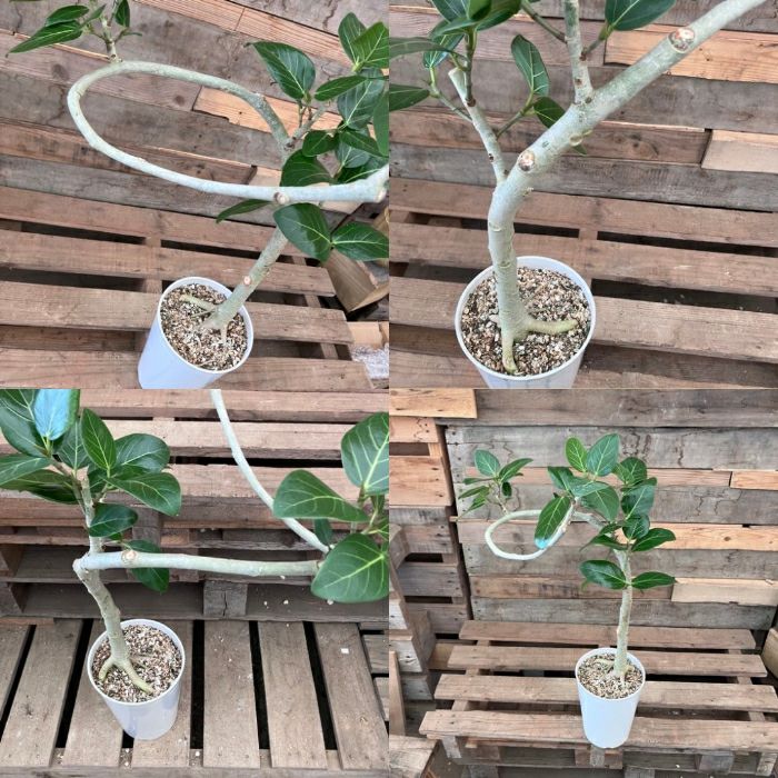 観葉植物現品販売