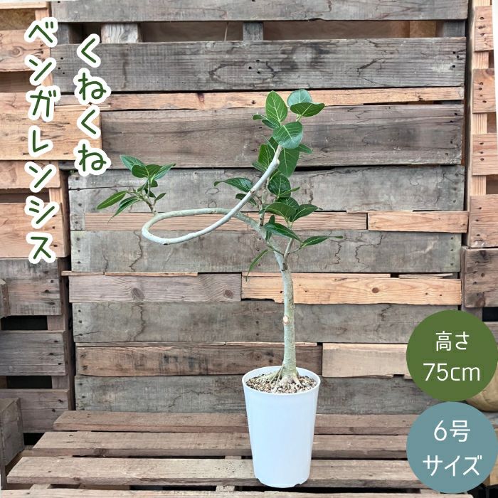 観葉植物現品販売