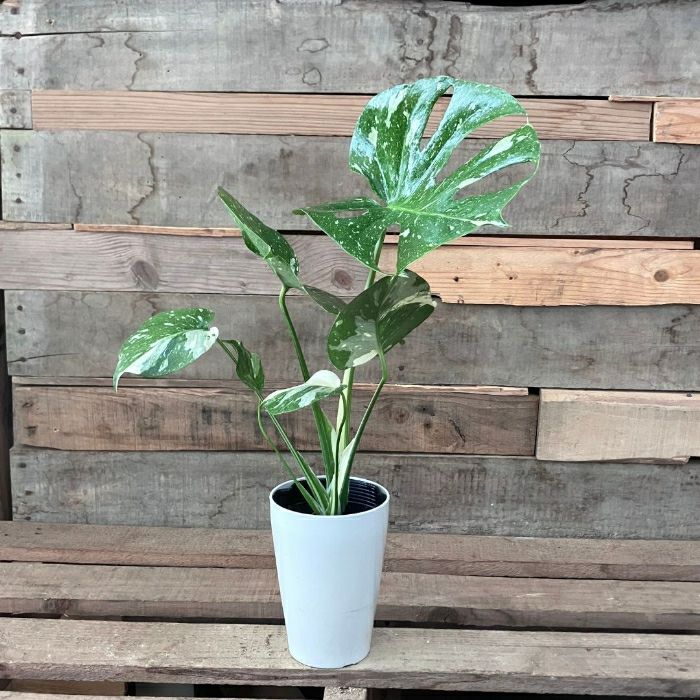 観葉植物現品販売