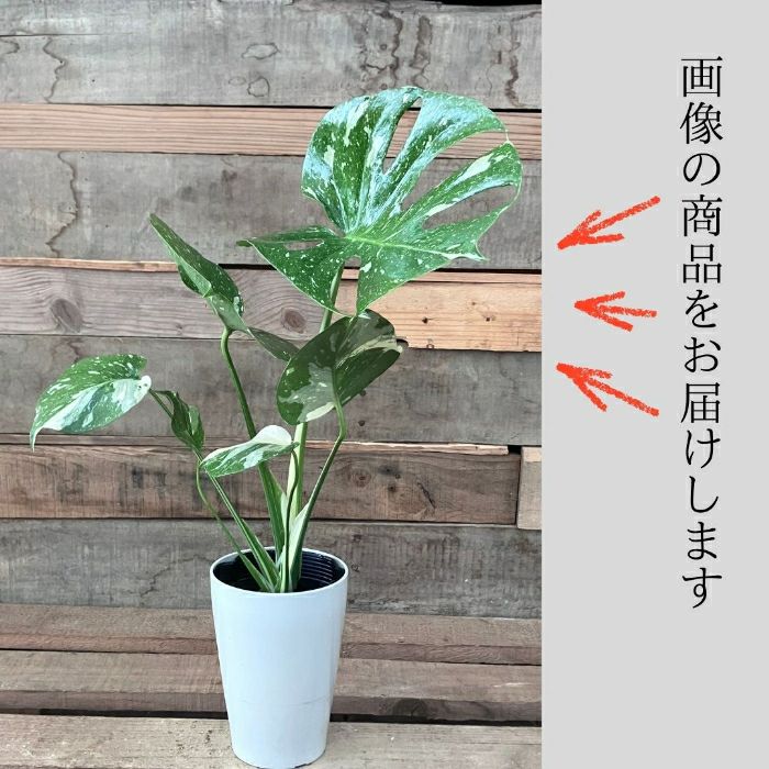 観葉植物現品販売