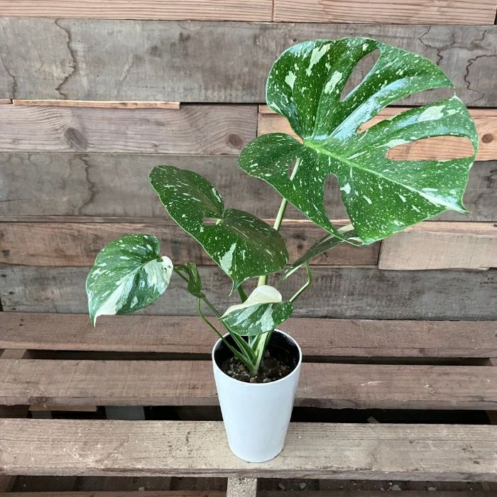 観葉植物現品販売