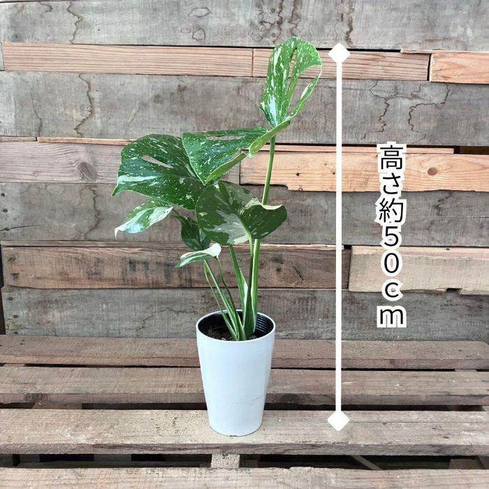 観葉植物現品販売