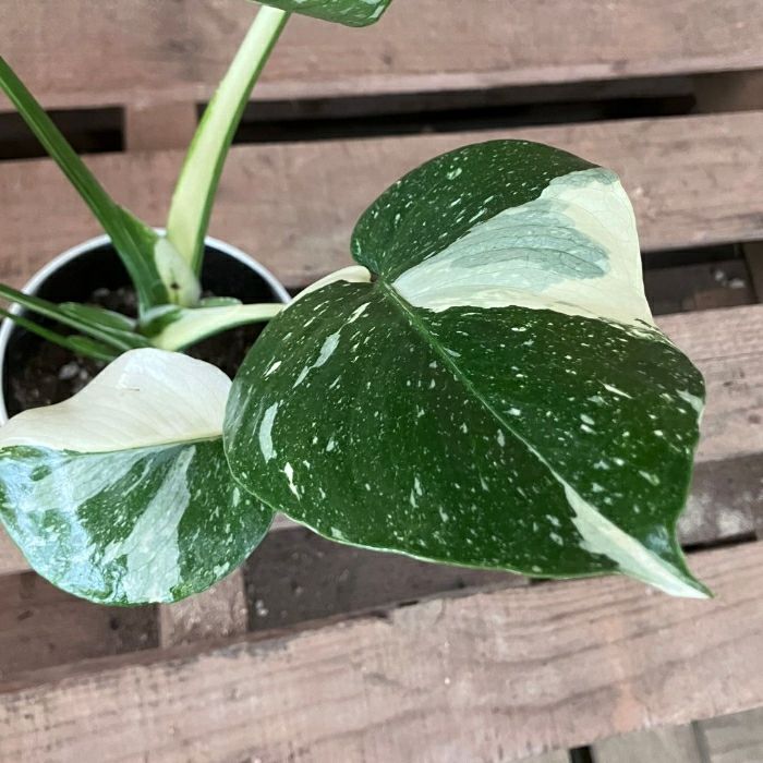 観葉植物現品販売