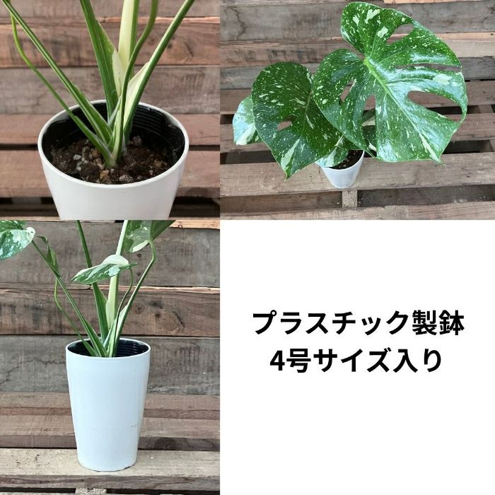観葉植物現品販売