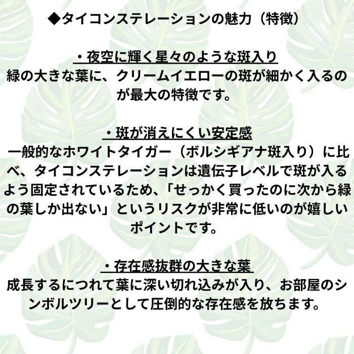 観葉植物現品販売