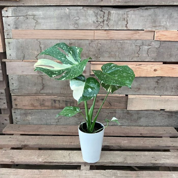 観葉植物現品販売