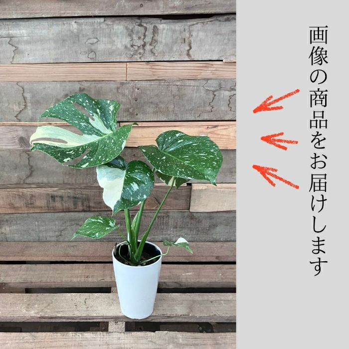 観葉植物現品販売