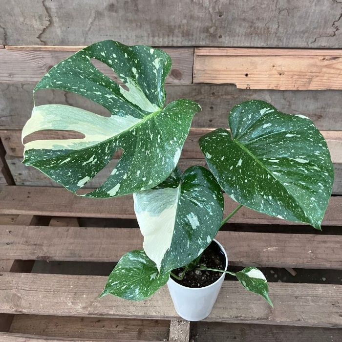 観葉植物現品販売