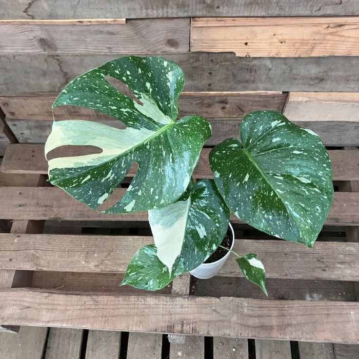 観葉植物現品販売