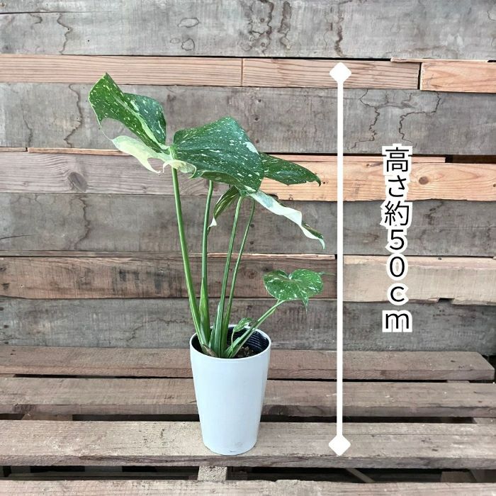 観葉植物現品販売