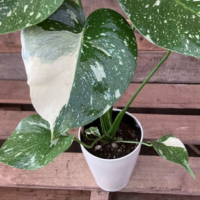 観葉植物現品販売