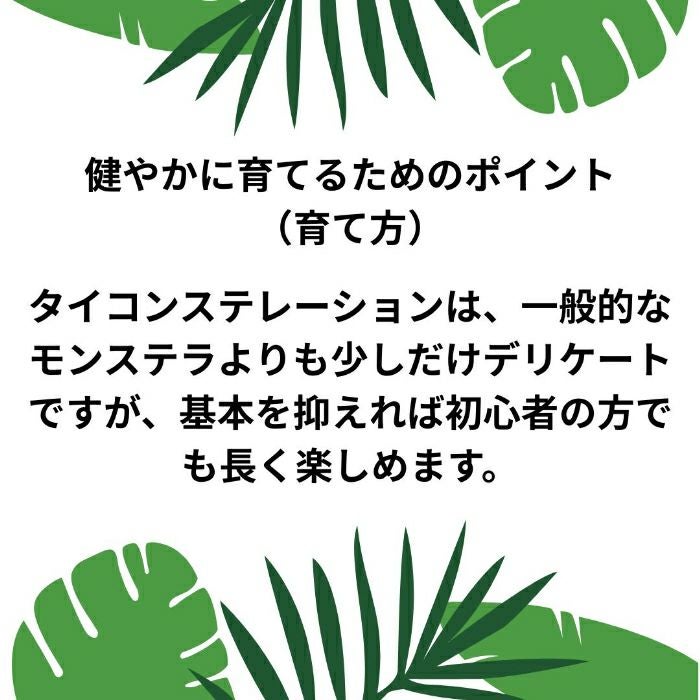 観葉植物現品販売