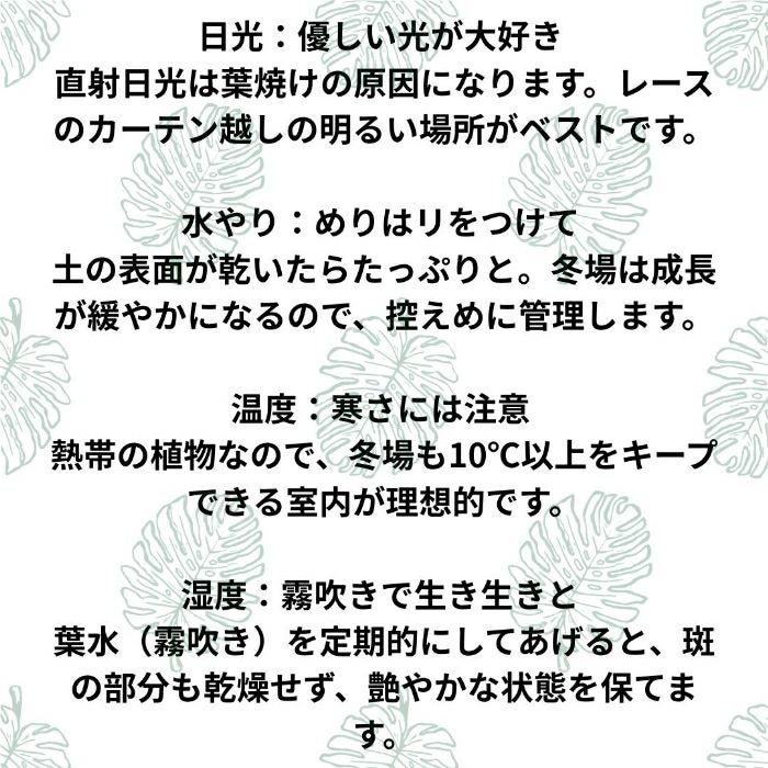 観葉植物現品販売