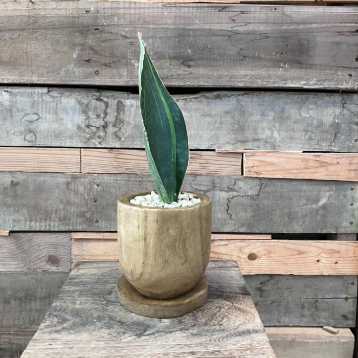 超希少❗️サイズ大❗️サンスベリア　マッソニアーナ✨ 観葉植物 本物 【現品】 希少 1点もの サンスベリア・マッソニアーナ