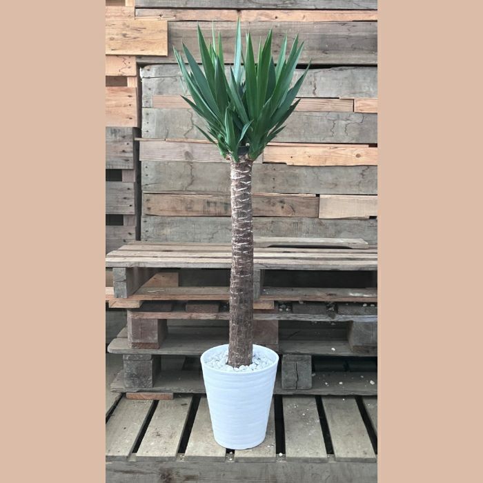 ユッカ出品 観葉植物 本物【現品】単幹 ユッカ 1本もの 8号サイズ 001786