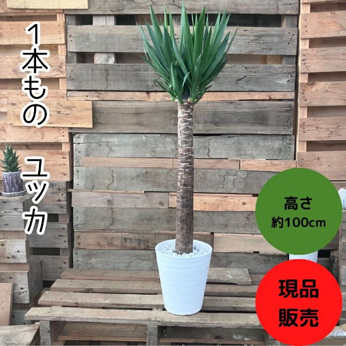 観葉植物現品販売