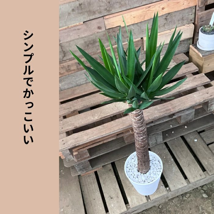 観葉植物現品販売