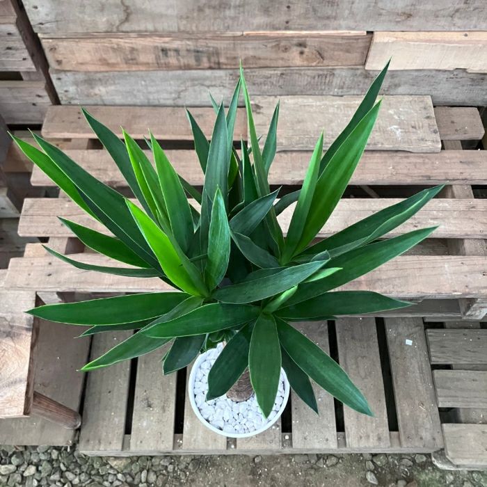 観葉植物現品販売