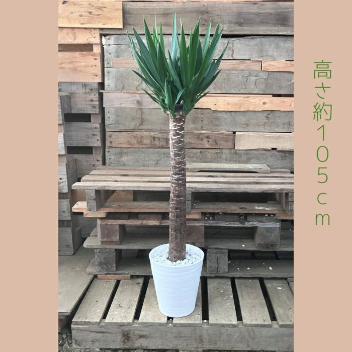 観葉植物現品販売