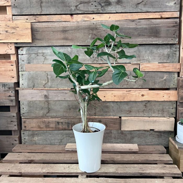 観葉植物現品販売