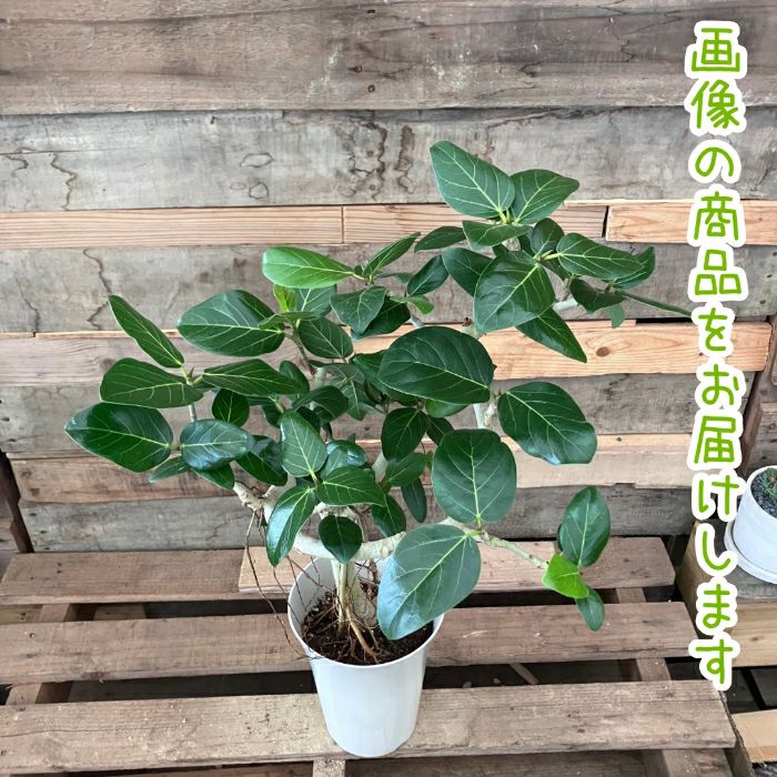 観葉植物現品販売