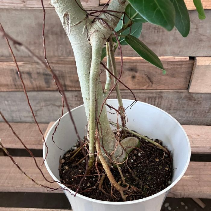 観葉植物現品販売