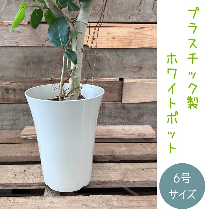 観葉植物現品販売