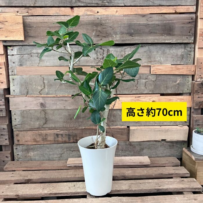 観葉植物現品販売