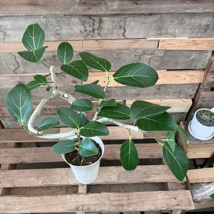 観葉植物現品販売