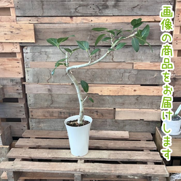 観葉植物現品販売
