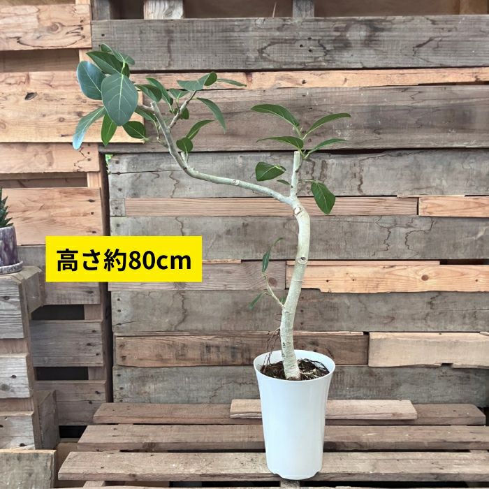 観葉植物現品販売