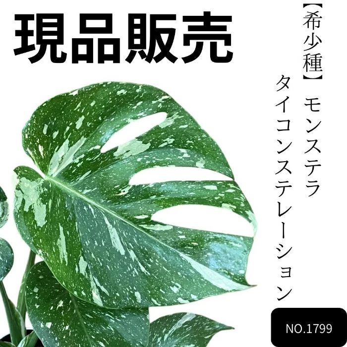 観葉植物現品販売