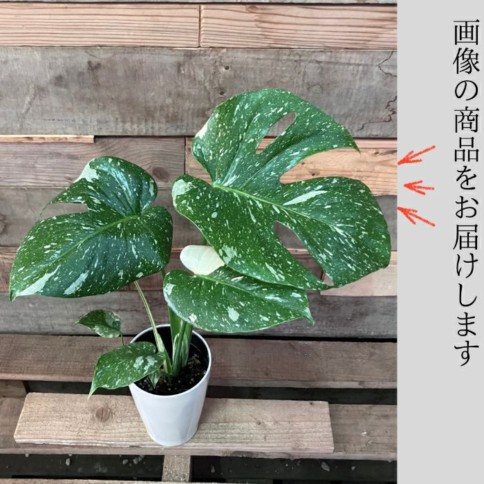 観葉植物現品販売