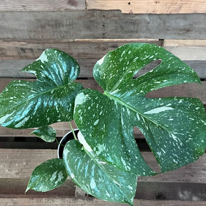 観葉植物現品販売