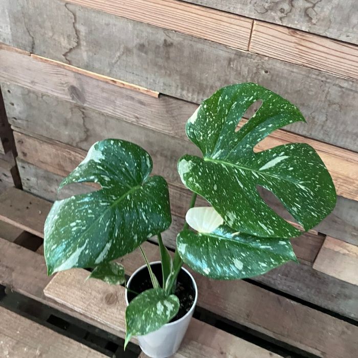 観葉植物現品販売