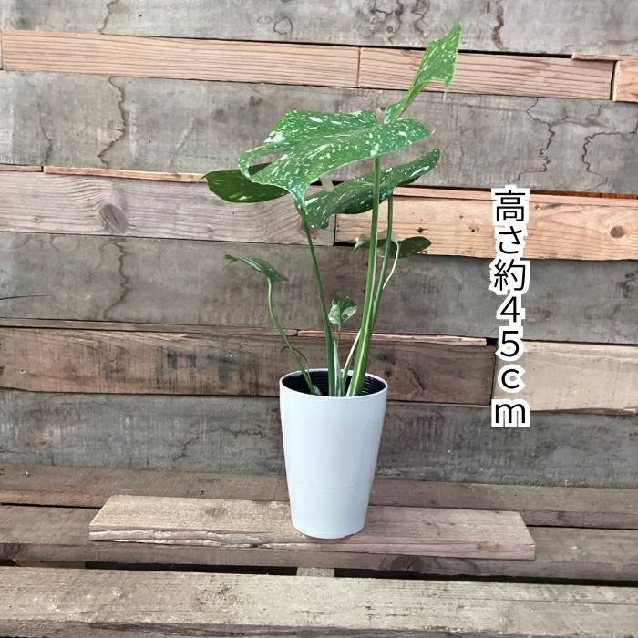 観葉植物現品販売