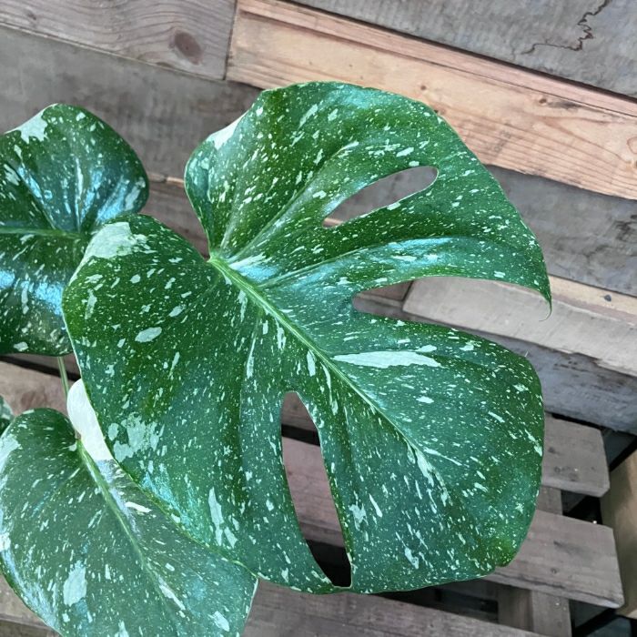 観葉植物現品販売