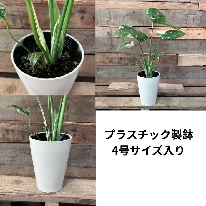 観葉植物現品販売