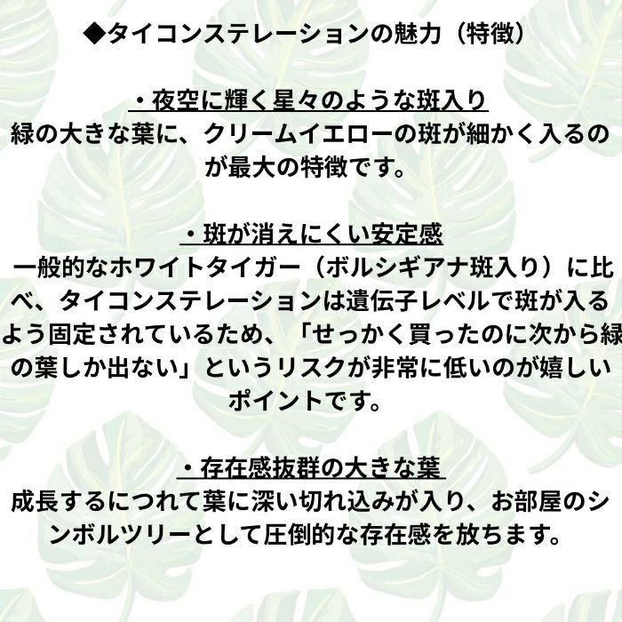 観葉植物現品販売