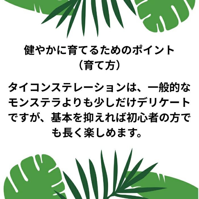 観葉植物現品販売